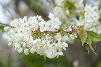 Prunus serrulata 'Asagi' - Japanese Cherry Tree Blossom