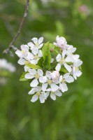 Malus 'Crittenden' - Spring blossom