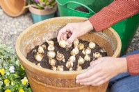 Woman planting Narcissus 'Tete-a-Tete' bulbs in large container