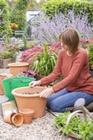 Woman planting a layer of Crocus sieberi 'Tricolor' bulbs in large terracotta container