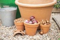Narcissus 'Hawera', Crocus sieberi 'Tricolor' and Hyacinthus 'Delft Blue' bulbs in terracotta pots