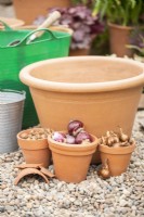 Narcissus 'Hawera', Crocus sieberi 'Tricolor' and Hyacinthus 'Delft Blue' bulbs in terracotta pots next to larger terracotta container