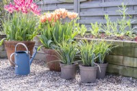 Three Carex 'Bunny Blue' in pots that had been split from one plant 