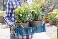 Woman carrying tray with potted Carex 'Bunny Blue' that had been split from one plant
