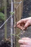 Preparing a fruit cage. Tying in the canes of the new raspberry plant