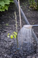 Watering in a new fruit cane in spring garden