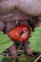 Removing damaged strawberries