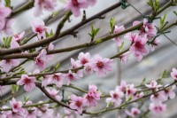 Peach. Prunus persica blossom in spring