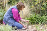 Woman using widger to plant Allium siculum - Nectaroscordum bulbs