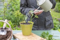 Woman watering Blackberry 'Oregon Thornless' cuttings