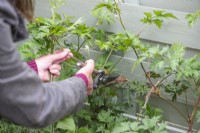 Woman taking cuttings from Thornless Blackberry