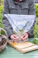Woman tying clear plastic bag over pot with Blackberry 'Oregon Thornless' cuttings