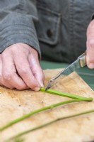 Woman cutting the base off of the Blackberry 'Oregon Thornless' cuttings