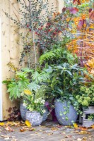 Containers planted with Fatsia japonica 'Spiderweb', Skimmia 'Oberries White' and Rhododendrom 'Madame Masson' with autumn leaves scattered on the deck