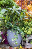 Container planted with Rhododendrom 'Madame Masson' next to wooden crate with Skimmia japonica 'Finchy'