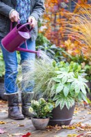Woman watering Container planted with Stipa tenuisimma 'Pony Tails', Fatsia japonica 'Spiderweb' and Skimmia japonica 'Finchy' with small pot planted with Skimmia 'Oberries White' with autumn leaves scattered on the deck