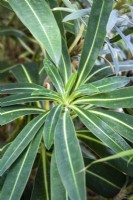 Euphorbia x pasteurii 'Roundway Titan'  - October