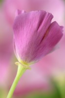 Eschscholzia californica  'Carmine King'  California poppy  July