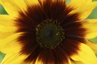 Helianthus annuus  'Magic Roundabout'  Tall multi-headed sunflower with variable flower colour  F1 Hybrid  July