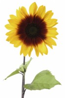 Helianthus annuus  'Magic Roundabout'  Tall multi-headed sunflower with variable flower colour  F1 Hybrid  August