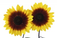 Helianthus annuus  'Magic Roundabout'  Tall multi-headed sunflower with variable flower colour  F1 Hybrid  September