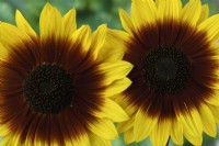Helianthus annuus  'Magic Roundabout'  Tall multi-headed sunflower with variable flower colour  F1 Hybrid  September
