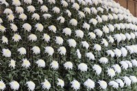 Single white chrysanthemum plant grown in container and trained and pinched out to produce several hundred blooms in a dome shape. This technique is called Ozukuri in Japan where the image was taken. 