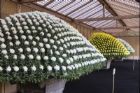 White and yellow chrysanthemum plants grown in containers and trained and pinched out to produce several hundred blooms in a dome shape. This technique is called Ozukuri in Japan where the image was taken