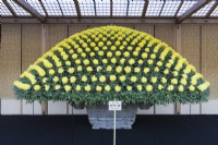 Single yellow chrysanthemum plant grown in container and trained and pinched out to produce several hundred blooms in a dome shape. This technique is called Ozukuri in Japan where the image was taken.