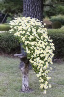 Pale yellow Chrysanthemum grown in a pot and shaped to suggest a powerful pine that grows in the rock at a cliff. This technique is called Kengaigiku in Japan where the image was taken. 