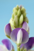 Lupinus  'Avalune Mixed'  Annual lupin one colour from mixed  Avalune Series  August