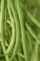 Phaseolus vulgaris  'Nautica'  Dwarf French beans  July
