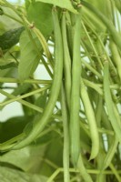 Phaseolus vulgaris  'Nautica'  Dwarf French beans  July