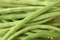 Phaseolus vulgaris  'Nautica'  Dwarf French beans picked pods  July