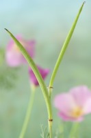 Eschscholzia californica  'Carmine King'  California poppy seed pods  July