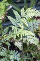 Athyrium otophorum var. okanum - eared lady fern - October