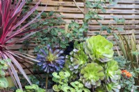 Aeoniums and phormium in the raised bed at April House, Gloucestershire