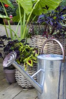 A galvanised watering can and container plants at April House, Gloucestershire.