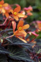 Begonia 'Glowing Embers' - October