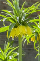 Fritillaria imperialis 'Double Yellow'. Closeup of rare double form of Crown Imperial. April