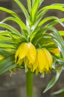 Fritillaria imperialis 'Double Yellow'. Closeup of rare double form of yellow Crown Imperial. April.
