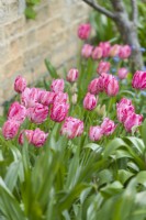 Tulipa 'Jessie Hunt'. Clump of broken tulips growing in a sunny border next to a wall. April