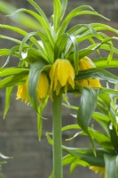Fritillaria imperialis 'Double Yellow'. Closeup of rare double yellow form of Crown Imperial. April