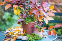 Hawthorn, Beech sprigs and moss in a small terracotta pot on a table with additional sprigs, moss and pebbles around the base