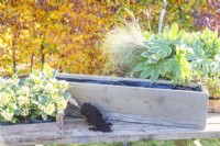 Wooden window box, compost scoop, Fatsia japonica 'Spiderweb', Skimmia 'Oberries White' and 'Finchy', Stipa tenuissima 'Pony Tails' and Ivy laid out on wooden bench