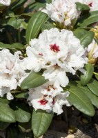 Rhododendron yakushimanum Eutiner Symphonie, spring May