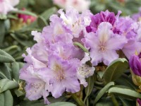 Rhododendron yakushimanum Caroline Allbrook, spring May