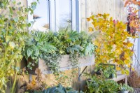 Wooden window box planted with Fatsia japonica 'Spiderweb', Skimmia japonica 'Finchy' and 'Oberries White', Stipa tenuissima 'Pony Tails' and Ivy surrounded by other mixed plants 