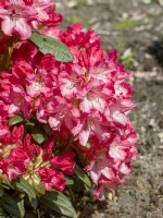 Rhododendron yakushimanum Pingpong, spring May