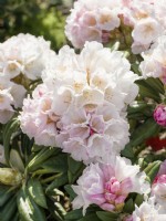Rhododendron insigne Oberschlesien, spring May